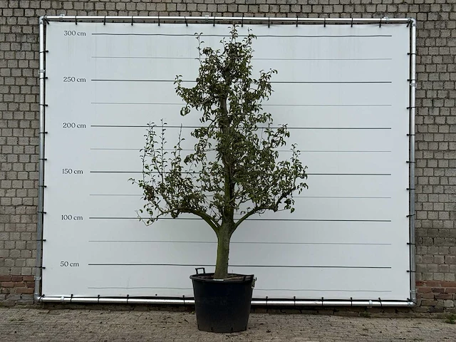 Perenboom doyenné du comice - pyrus communis 'doyenne du comice' - hoogte ca. 280 cm - afbeelding 1 van  4