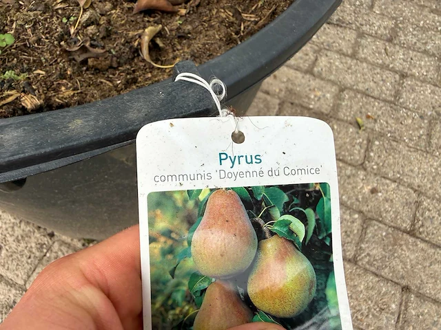 Perenboom doyenné du comice - pyrus communis 'doyenne du comice' - hoogte ca. 280 cm - afbeelding 2 van  4