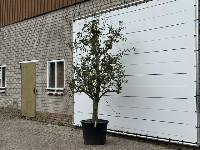 Perenboom doyenné du comice - pyrus communis 'doyenne du comice' - hoogte ca. 280 cm - afbeelding 3 van  4