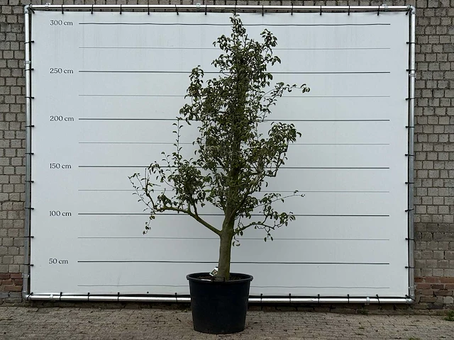 Perenboom doyenné du comice - pyrus communis 'doyenne du comice' - hoogte ca. 280 cm - afbeelding 1 van  4