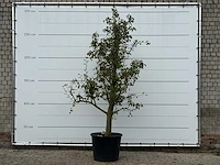 Perenboom doyenné du comice - pyrus communis 'doyenne du comice' - hoogte ca. 280 cm