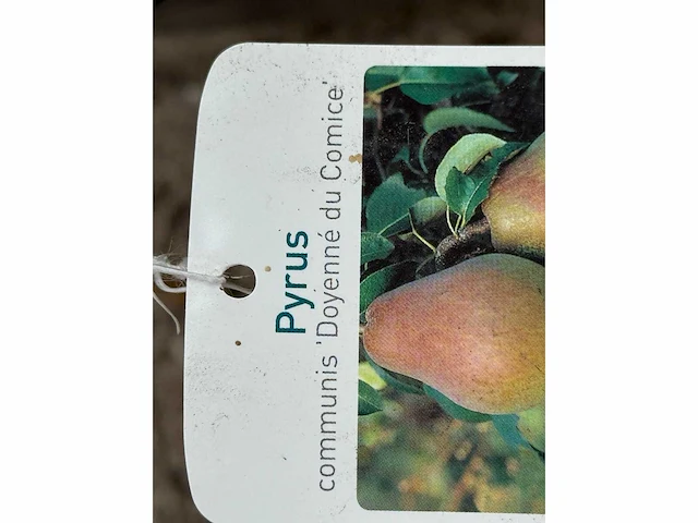 Perenboom doyenné du comice - pyrus communis 'doyenne du comice' - hoogte ca. 280 cm - afbeelding 2 van  4