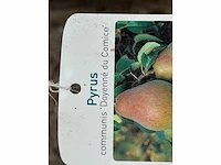Perenboom doyenné du comice - pyrus communis 'doyenne du comice' - hoogte ca. 280 cm - afbeelding 2 van  4