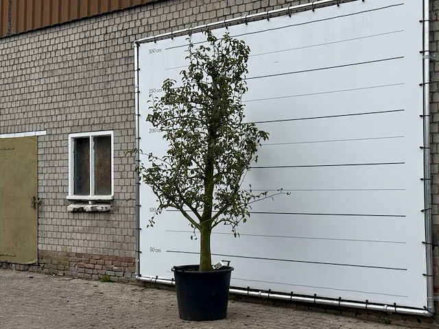 Perenboom doyenné du comice - pyrus communis 'doyenne du comice' - hoogte ca. 280 cm - afbeelding 3 van  4