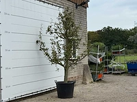 Perenboom doyenné du comice - pyrus communis 'doyenne du comice' - hoogte ca. 280 cm - afbeelding 4 van  4