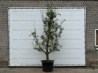 Perenboom doyenné du comice - pyrus communis 'doyenne du comice' - hoogte ca. 280 cm