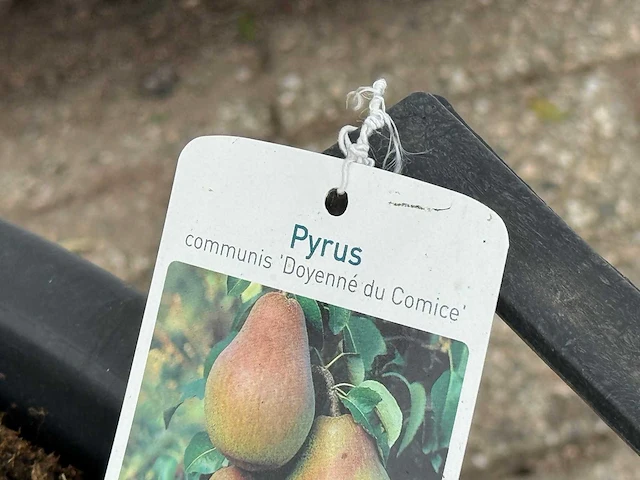 Perenboom doyenné du comice - pyrus communis 'doyenne du comice' - hoogte ca. 280 cm - afbeelding 2 van  4