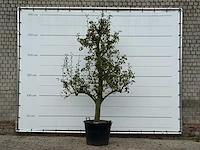 Perenboom doyenné du comice - pyrus communis 'doyenne du comice' - hoogte ca. 280 cm