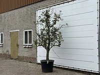 Perenboom doyenné du comice - pyrus communis 'doyenne du comice' - hoogte ca. 280 cm - afbeelding 2 van  3
