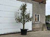 Perenboom doyenné du comice - pyrus communis 'doyenne du comice' - hoogte ca. 280 cm - afbeelding 3 van  3