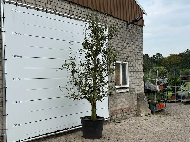 Perenboom doyenné du comice - pyrus communis 'doyenne du comice' - hoogte ca. 280 cm - afbeelding 3 van  4