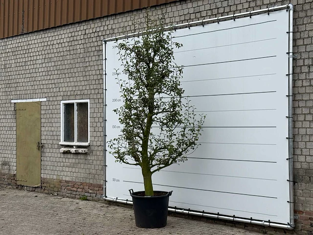 Perenboom doyenné du comice - pyrus communis 'doyenne du comice' - hoogte ca. 280 cm - afbeelding 4 van  4