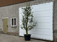 Perenboom doyenné du comice - pyrus communis 'doyenne du comice' - hoogte ca. 280 cm - afbeelding 4 van  4