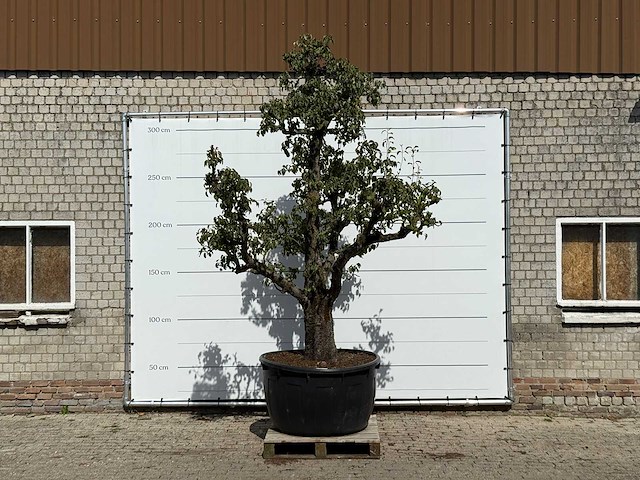 Perenboom doyenné du comice xxl - pyrus communis 'doyenne du comice' - hoogte ca. 280 cm - afbeelding 1 van  3
