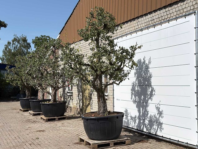 Perenboom doyenné du comice xxl - pyrus communis 'doyenne du comice' - hoogte ca. 280 cm - afbeelding 2 van  3