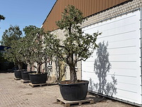 Perenboom doyenné du comice xxl - pyrus communis 'doyenne du comice' - hoogte ca. 280 cm - afbeelding 2 van  3