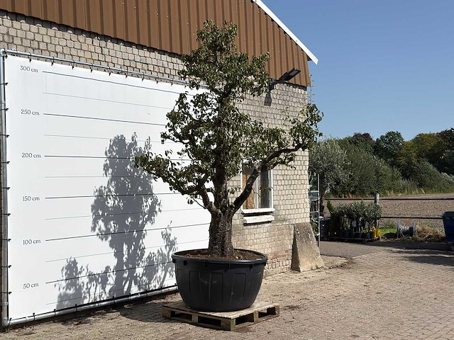 Perenboom doyenné du comice xxl - pyrus communis 'doyenne du comice' - hoogte ca. 280 cm - afbeelding 3 van  3