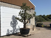 Perenboom doyenné du comice xxl - pyrus communis 'doyenne du comice' - hoogte ca. 280 cm - afbeelding 3 van  3