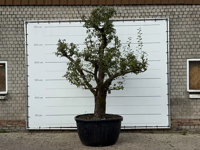 Perenboom doyenné du comice xxl - pyrus communis 'doyenne du comice' - hoogte ca. 300 cm - afbeelding 1 van  4