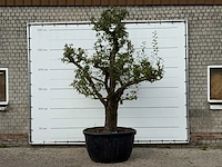 Perenboom doyenné du comice xxl - pyrus communis 'doyenne du comice' - hoogte ca. 300 cm