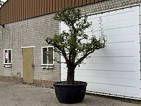 Perenboom doyenné du comice xxl - pyrus communis 'doyenne du comice' - hoogte ca. 300 cm - afbeelding 3 van  4