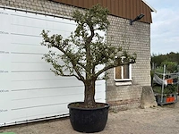 Perenboom doyenné du comice xxl - pyrus communis 'doyenne du comice' - hoogte ca. 300 cm - afbeelding 4 van  4