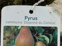 Perenboom doyenné du comice xxl - pyrus communis 'doyenne du comice' - hoogte ca. 320 cm - afbeelding 2 van  4