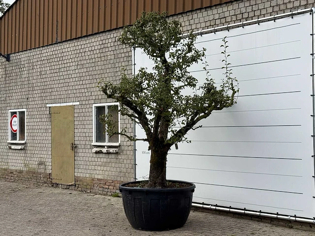 Perenboom doyenné du comice xxl - pyrus communis 'doyenne du comice' - hoogte ca. 320 cm - afbeelding 3 van  4