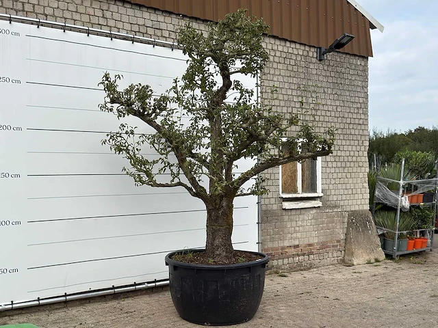 Perenboom doyenné du comice xxl - pyrus communis 'doyenne du comice' - hoogte ca. 320 cm - afbeelding 4 van  4
