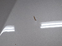 Personenauto, peugeot, 308 1.2 puretech, 2019 - afbeelding 22 van  67