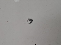 Personenauto, seat, ibiza, 1.0 tsi style business intense, 2017 - afbeelding 47 van  55