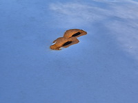 Personenauto/schadeauto, kia, ceed - afbeelding 6 van  20