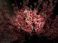 Perzik bloesem kunstboom - afbeelding 7 van  15