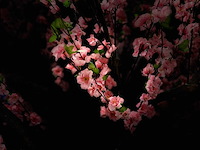 Perzik bloesem kunstboom - afbeelding 15 van  15