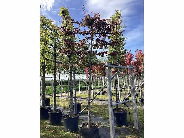 Perzisch ijzerhout - leiboom - afbeelding 2 van  2