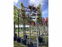 Perzisch ijzerhout - leiboom - afbeelding 2 van  2