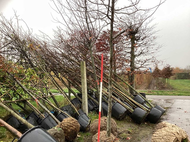 Perzisch ijzerhout - sierboom - afbeelding 1 van  3