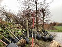 Perzisch ijzerhout - sierboom - afbeelding 1 van  3