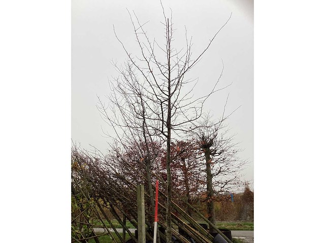 Perzisch ijzerhout - sierboom - afbeelding 2 van  3