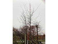 Perzisch ijzerhout - sierboom - afbeelding 2 van  3