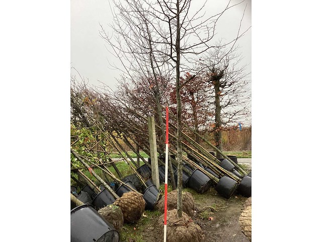 Perzisch ijzerhout - sierboom - afbeelding 3 van  3