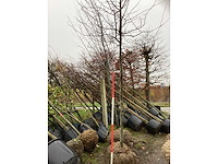 Perzisch ijzerhout - sierboom - afbeelding 3 van  3