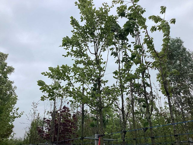 Perzisch ijzerhout - sierboom - afbeelding 1 van  2
