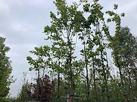 Perzisch ijzerhout - sierboom - afbeelding 1 van  2