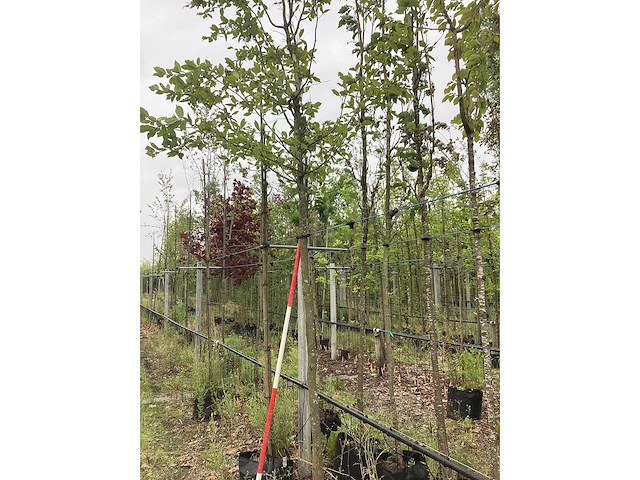 Perzisch ijzerhout - sierboom - afbeelding 2 van  2