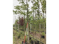 Perzisch ijzerhout - sierboom - afbeelding 2 van  2