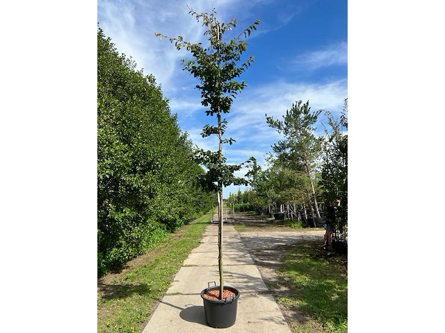 Perzisch ijzerhout, parrotia persica, hoogstam, rode herfstkleur, ca. 3.5-4 m hoog - afbeelding 1 van  1