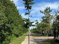 Perzisch ijzerhout, parrotia persica, hoogstam, rode herfstkleur, ca. 3.5-4 m hoog