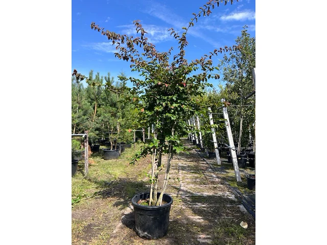 Perzisch ijzerhout, parrotia persica, meerstammig, rode herfstkleur, 1 - afbeelding 1 van  1