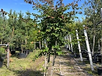Perzisch ijzerhout, parrotia persica, meerstammig, rode herfstkleur, 1